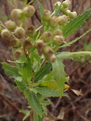 Nidorella ivifolia