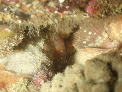 Lepadogaster candolii