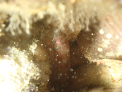 Lepadogaster candolii