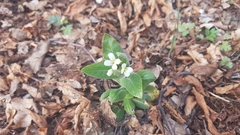 Pseudoturritis turrita