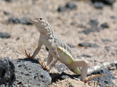 Callisaurus draconoides rhodostictus
