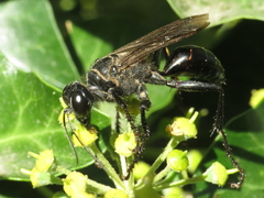 Palmodes occitanicus