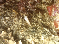 Turbonilla lactea