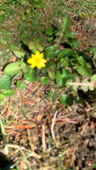 Ficaria verna