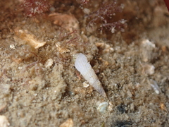 Turbonilla lactea