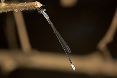 Labidiosticta vallisi