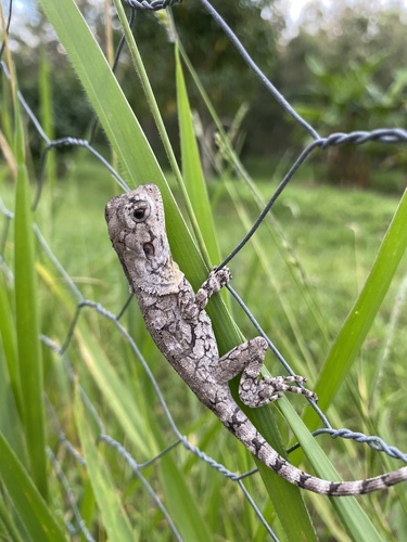Frilled Lizard
