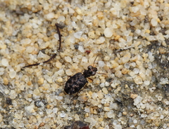 Scopodes