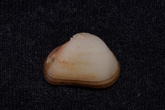 Striarca pisolina