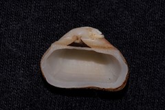 Striarca pisolina