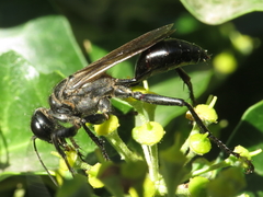 Palmodes occitanicus