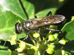 Palmodes occitanicus