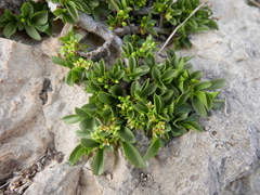 Rhamnus pumila