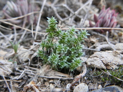 Arenaria erinacea