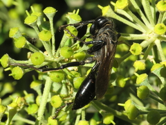 Palmodes occitanicus