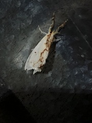 Acraga ampela