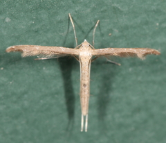 Lioptilodes albistriolatus