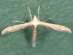 Lioptilodes albistriolatus