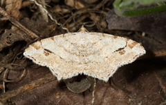 Macaria aequiferaria