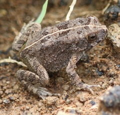 Sclerophrys gutturalis