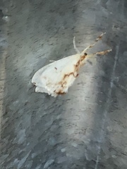 Acraga ampela