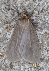 Pagara simplex