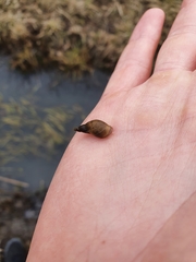 Lymnaea stagnalis