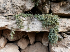 Sedum dasyphyllum