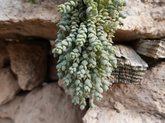 Sedum dasyphyllum