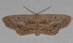 Scopula aemulata