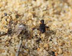 Scopodes