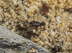 Scopodes