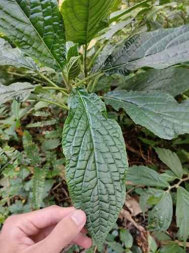 Paraphlomis javanica iNat (1)