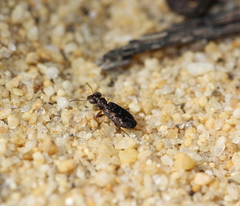 Scopodes