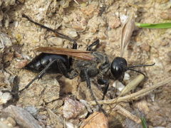 Prionyx subfuscatus