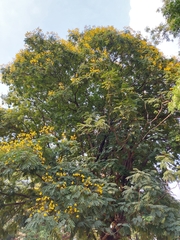 Peltophorum pterocarpum