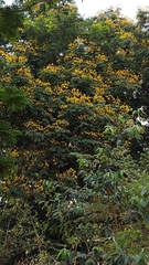 Peltophorum pterocarpum