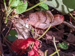 Parmavitrina megastoma
