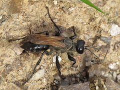 Prionyx subfuscatus