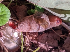 Parmavitrina megastoma