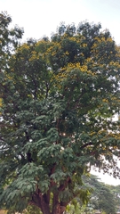 Peltophorum pterocarpum