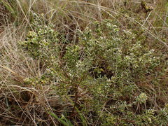 Gnidia nodiflora