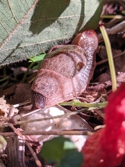 Parmavitrina megastoma