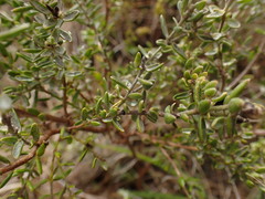 Gnidia nodiflora