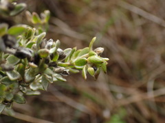 Gnidia nodiflora