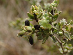 Gnidia nodiflora