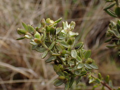 Gnidia nodiflora