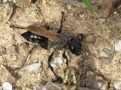Prionyx subfuscatus