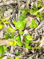 Hydrocotyle vulgaris