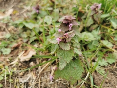 Lamium purpureum